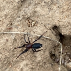 Unidentified Other hunting spider at Yarrow, NSW - 20 Jan 2022 by SteveBorkowskis