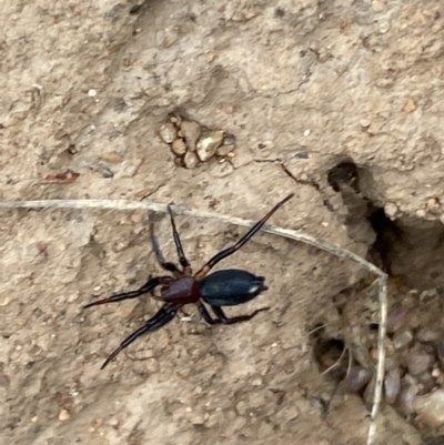 Habronestes sp. (genus) at Yarrow, NSW - 20 Jan 2022 by SteveBorkowskis