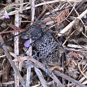 Ancita australis at Yarrow, NSW - 20 Jan 2022 03:40 PM