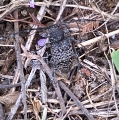 Ancita australis at Yarrow, NSW - 20 Jan 2022 03:40 PM