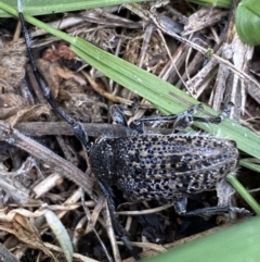 Ancita australis at Yarrow, NSW - 20 Jan 2022