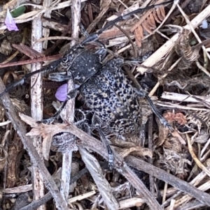 Ancita australis at Yarrow, NSW - 20 Jan 2022 03:40 PM