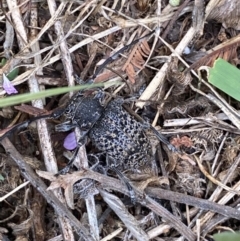 Ancita australis at Yarrow, NSW - 20 Jan 2022 03:40 PM