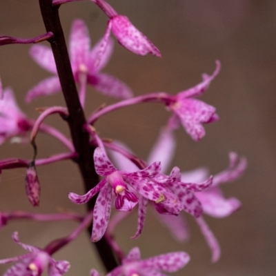 Dipodium roseum (Rosy Hyacinth Orchid) at Penrose, NSW - 20 Jan 2022 by Aussiegall