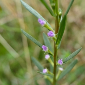 Lythrum hyssopifolia at Yass River, NSW - 20 Jan 2022