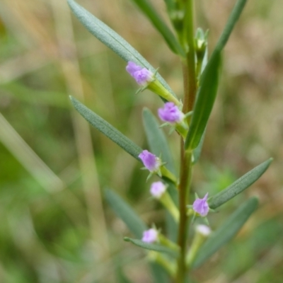 Lythrum hyssopifolia (Small Loosestrife) at Yass River, NSW - 20 Jan 2022 by SenexRugosus