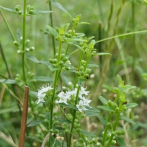 Mentha diemenica at Yass River, NSW - 20 Jan 2022