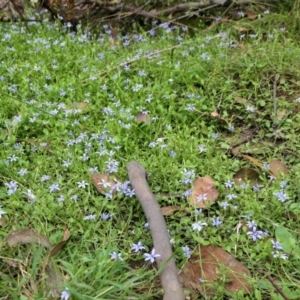 Isotoma fluviatilis subsp. australis at Yass River, NSW - 20 Jan 2022 04:27 PM