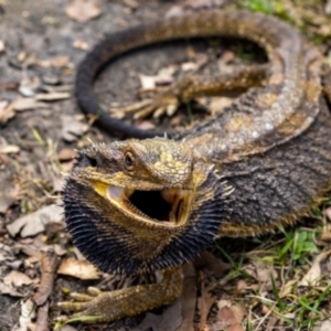 Pogona barbata at Acton, ACT - suppressed