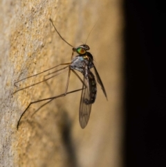 Heteropsilopus sp. (genus) (A long legged fly) at ANBG - 12 Jan 2022 by MarkT