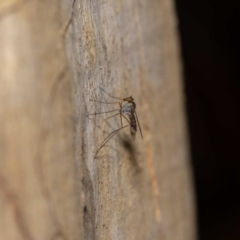 Heteropsilopus sp. (genus) at Acton, ACT - 13 Jan 2022 10:06 AM