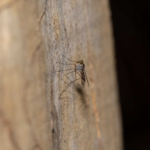 Heteropsilopus sp. (genus) at Acton, ACT - 13 Jan 2022 10:06 AM