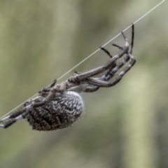 Backobourkia sp. (genus) (An orb weaver) at Tennent, ACT - 19 Jan 2022 by trevsci