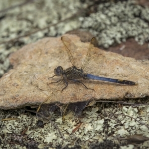 Orthetrum caledonicum at Tennent, ACT - 19 Jan 2022