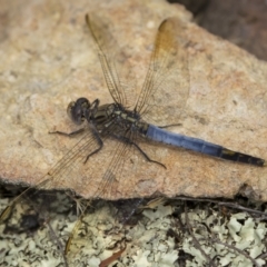 Orthetrum caledonicum at Tennent, ACT - 19 Jan 2022 03:08 PM