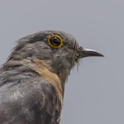 Cacomantis flabelliformis (Fan-tailed Cuckoo) at Williamsdale, NSW - 19 Jan 2022 by trevsci