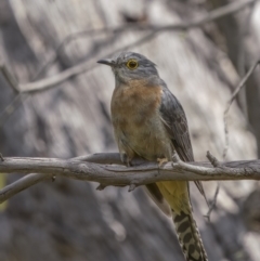 Cacomantis flabelliformis at Williamsdale, NSW - 19 Jan 2022 02:26 PM