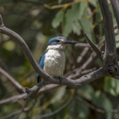 Todiramphus sanctus (Sacred Kingfisher) at Williamsdale, NSW - 19 Jan 2022 by trevsci