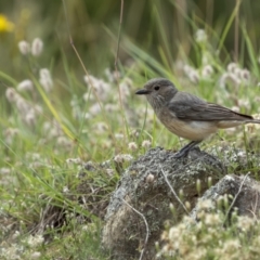 Pachycephala rufiventris (Rufous Whistler) at Tennent, ACT - 19 Jan 2022 by trevsci