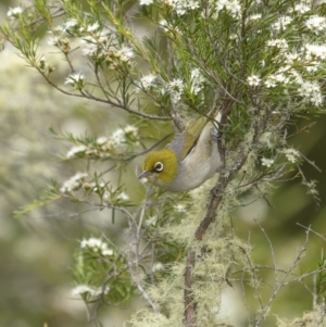 Zosterops lateralis at Tennent, ACT - 19 Jan 2022 02:14 PM