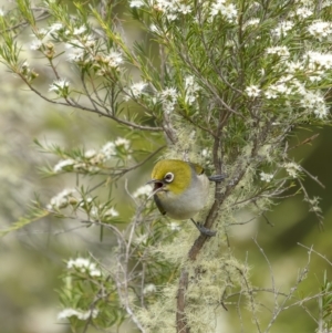 Zosterops lateralis at Tennent, ACT - 19 Jan 2022