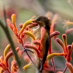 Acanthorhynchus tenuirostris (Eastern Spinebill) at Acton, ACT - 13 Jan 2022 by MarkT