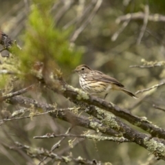 Pyrrholaemus sagittatus (Speckled Warbler) at Gigerline Nature Reserve - 19 Jan 2022 by trevsci