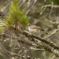 Pyrrholaemus sagittatus (Speckled Warbler) at Tennent, ACT - 18 Jan 2022 by trevsci