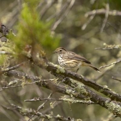 Pyrrholaemus sagittatus (Speckled Warbler) at Gigerline Nature Reserve - 19 Jan 2022 by trevsci