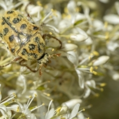 Neorrhina punctata (Spotted flower chafer) at Tennent, ACT - 19 Jan 2022 by trevsci