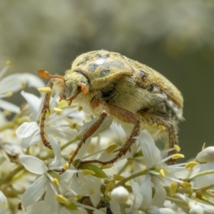 Neorrhina punctata at Tennent, ACT - 19 Jan 2022