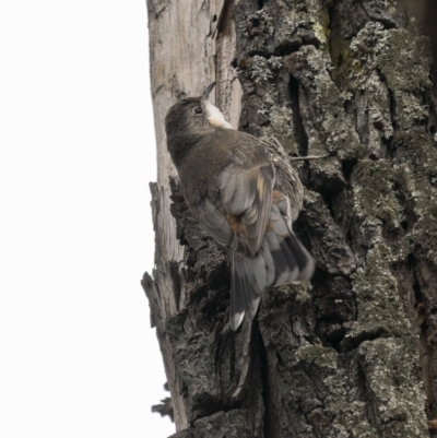 Cormobates leucophaea (White-throated Treecreeper) at Tennent, ACT - 19 Jan 2022 by trevsci