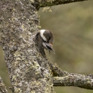 Cormobates leucophaea at Tennent, ACT - 19 Jan 2022