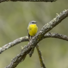 Eopsaltria australis (Eastern Yellow Robin) at Tennent, ACT - 19 Jan 2022 by trevsci