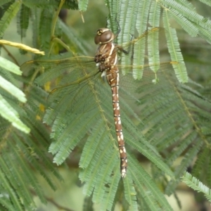 Adversaeschna brevistyla at Yarrow, NSW - 20 Jan 2022