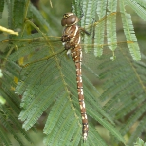 Adversaeschna brevistyla at Yarrow, NSW - 20 Jan 2022