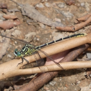 Austrogomphus guerini at Yarrow, NSW - 20 Jan 2022