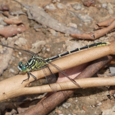 Austrogomphus guerini (Yellow-striped Hunter) at Googong Foreshore - 20 Jan 2022 by Steve_Bok