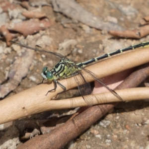 Austrogomphus guerini at Yarrow, NSW - 20 Jan 2022