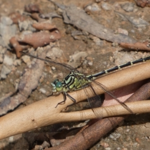 Austrogomphus guerini at Yarrow, NSW - 20 Jan 2022