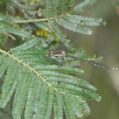 Austroargiolestes icteromelas (Common Flatwing) at Yarrow, NSW - 20 Jan 2022 by SteveBorkowskis