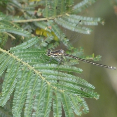 Austroargiolestes icteromelas (Common Flatwing) at Yarrow, NSW - 20 Jan 2022 by Steve_Bok