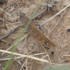 Goniaea opomaloides (Mimetic Gumleaf Grasshopper) at Googong Foreshore - 20 Jan 2022 by Steve_Bok