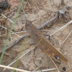 Goniaea opomaloides at Yarrow, NSW - 20 Jan 2022 04:05 PM