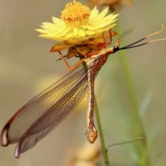 Nymphes myrmeleonoides (Blue eyes lacewing) at Hughes, ACT - 20 Jan 2022 by LisaH