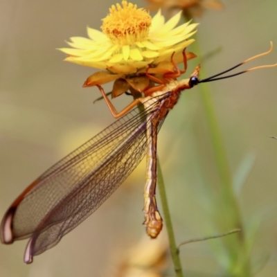 Nymphes myrmeleonoides (Blue eyes lacewing) at Hughes, ACT - 20 Jan 2022 by LisaH