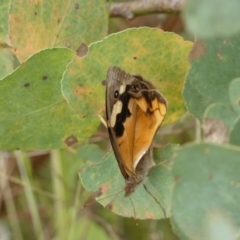 Heteronympha merope (Common Brown Butterfly) at Googong Foreshore - 20 Jan 2022 by Steve_Bok