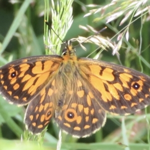 Oreixenica orichora at Cotter River, ACT - 20 Jan 2022