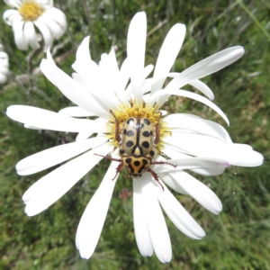 Neorrhina punctata at Cotter River, ACT - 20 Jan 2022