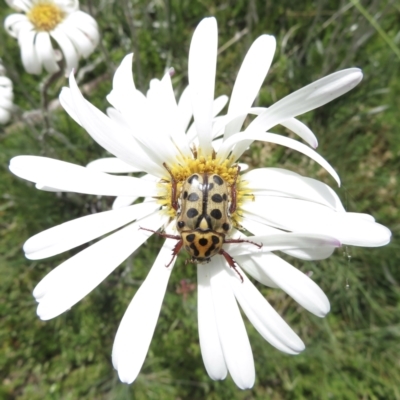 Neorrhina punctatum (Spotted flower chafer) at Cotter River, ACT - 20 Jan 2022 by RobParnell